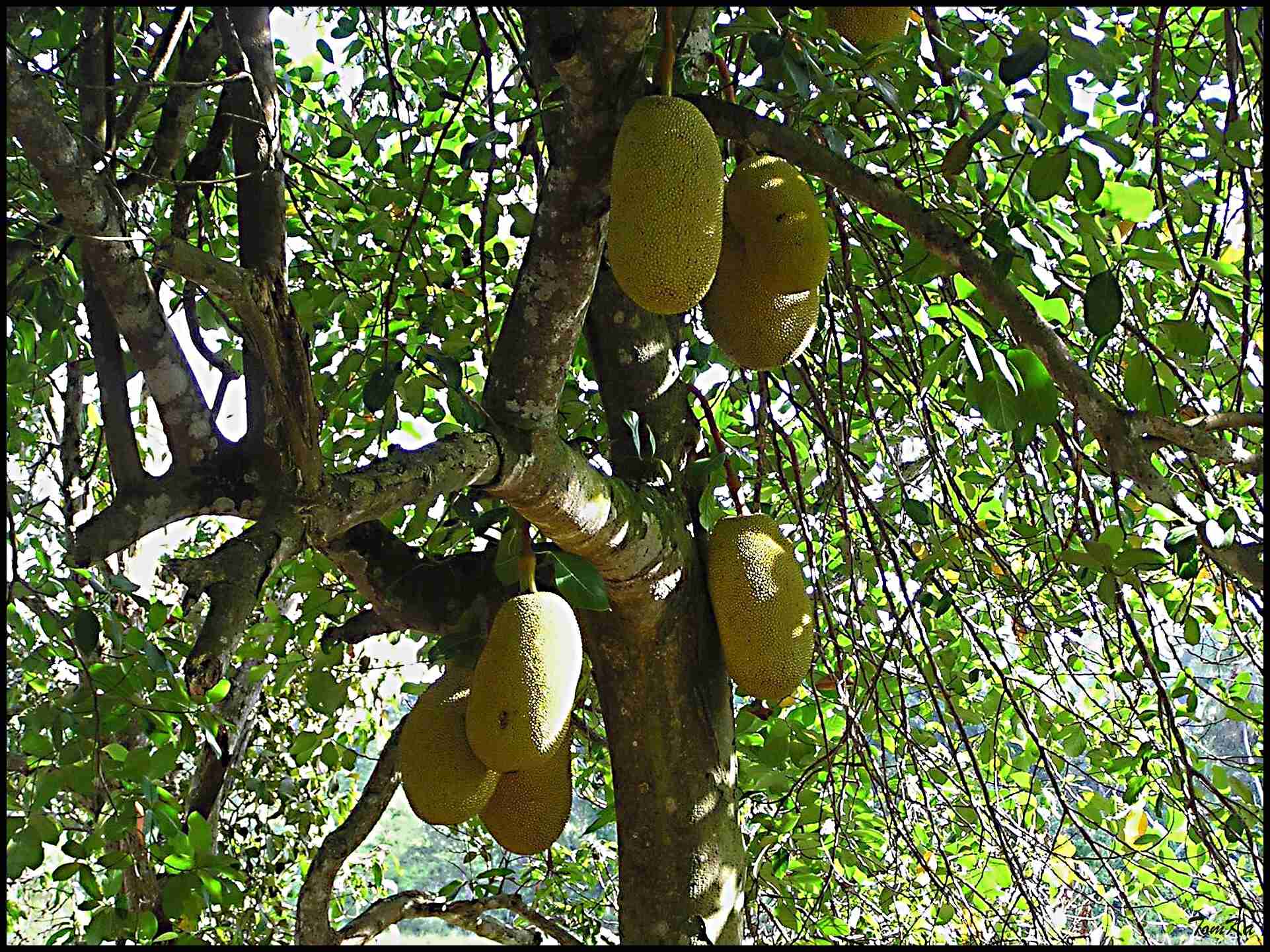 Chlebovník (Artocarpus altilis) - Srí Lanka