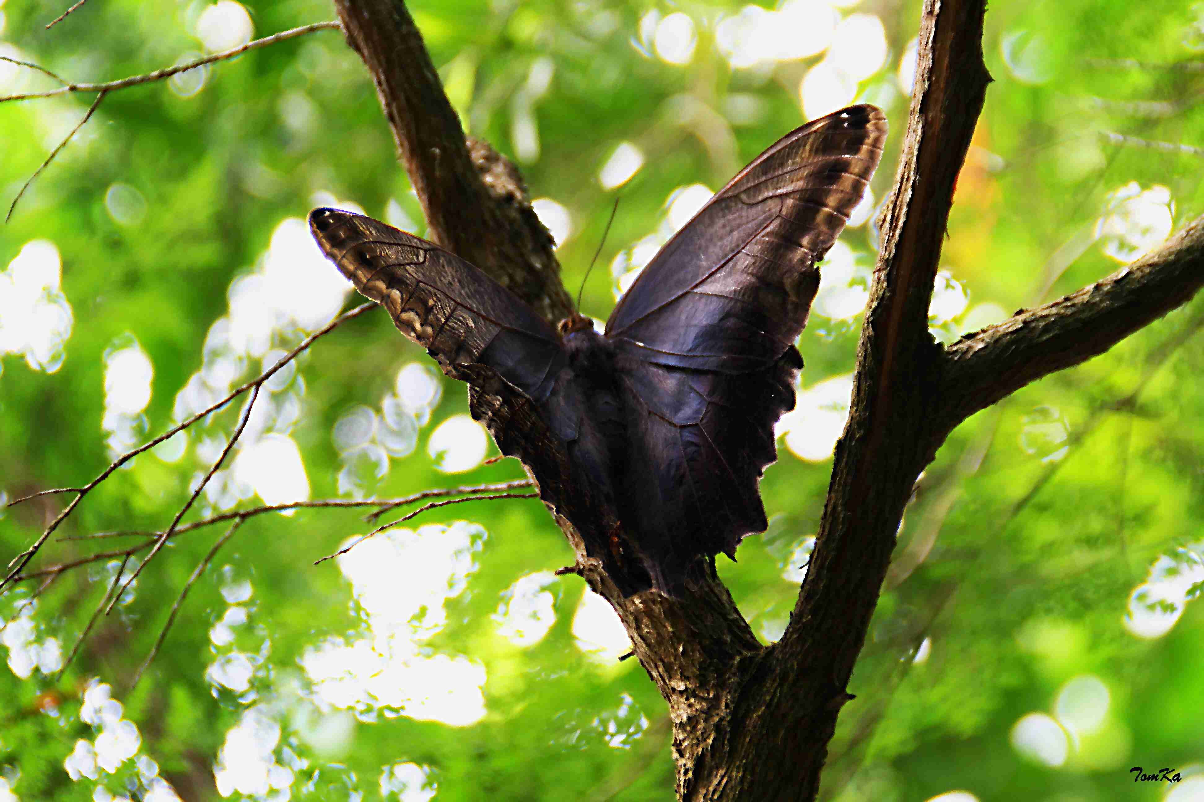 Automedon Giant Owl; Eryphanis polyxena = Eryphanis automedon