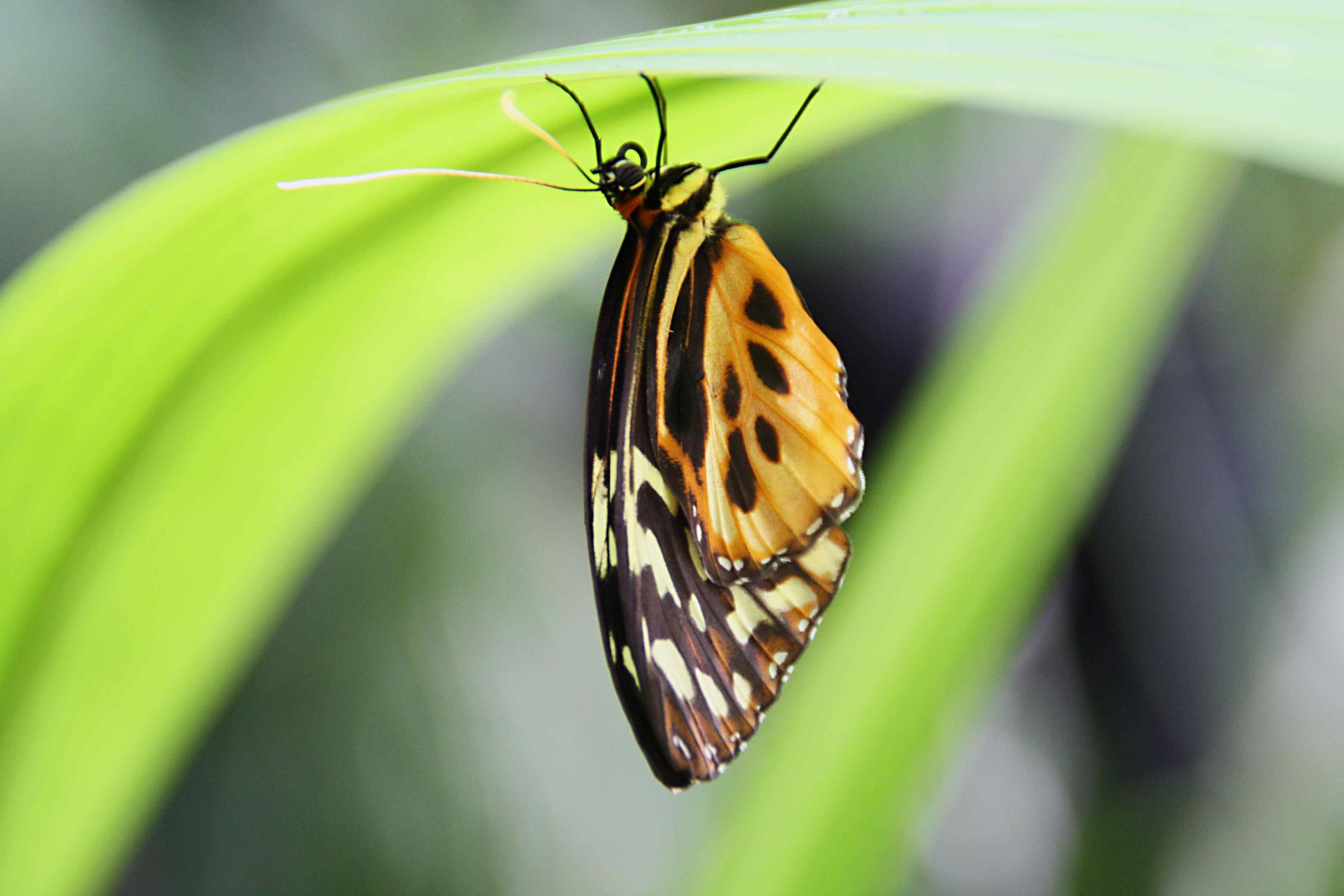 Danaus stěhovavý; Danaus plexippus 1