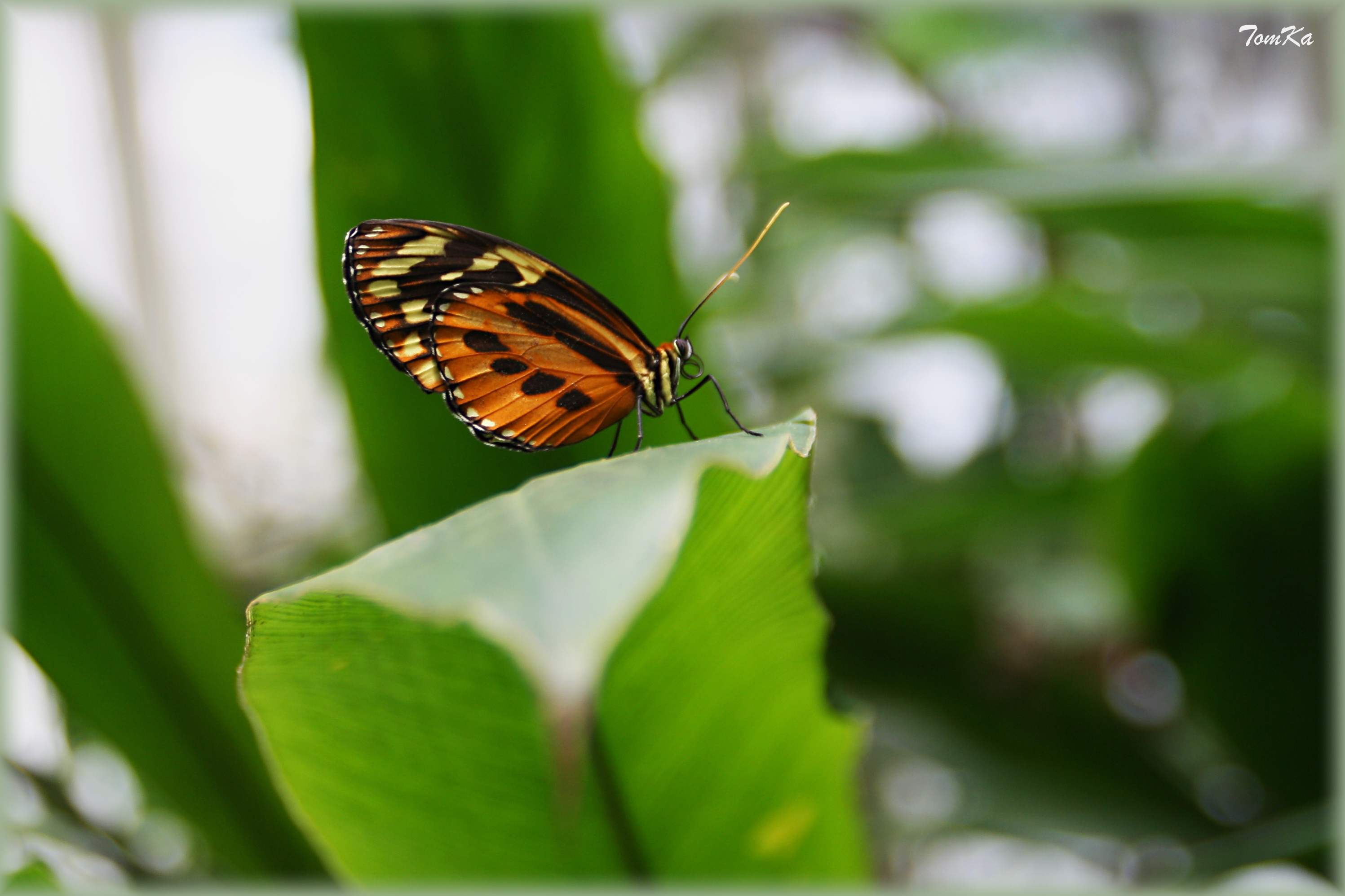 Danaus stěhovavý; Danaus plexippus