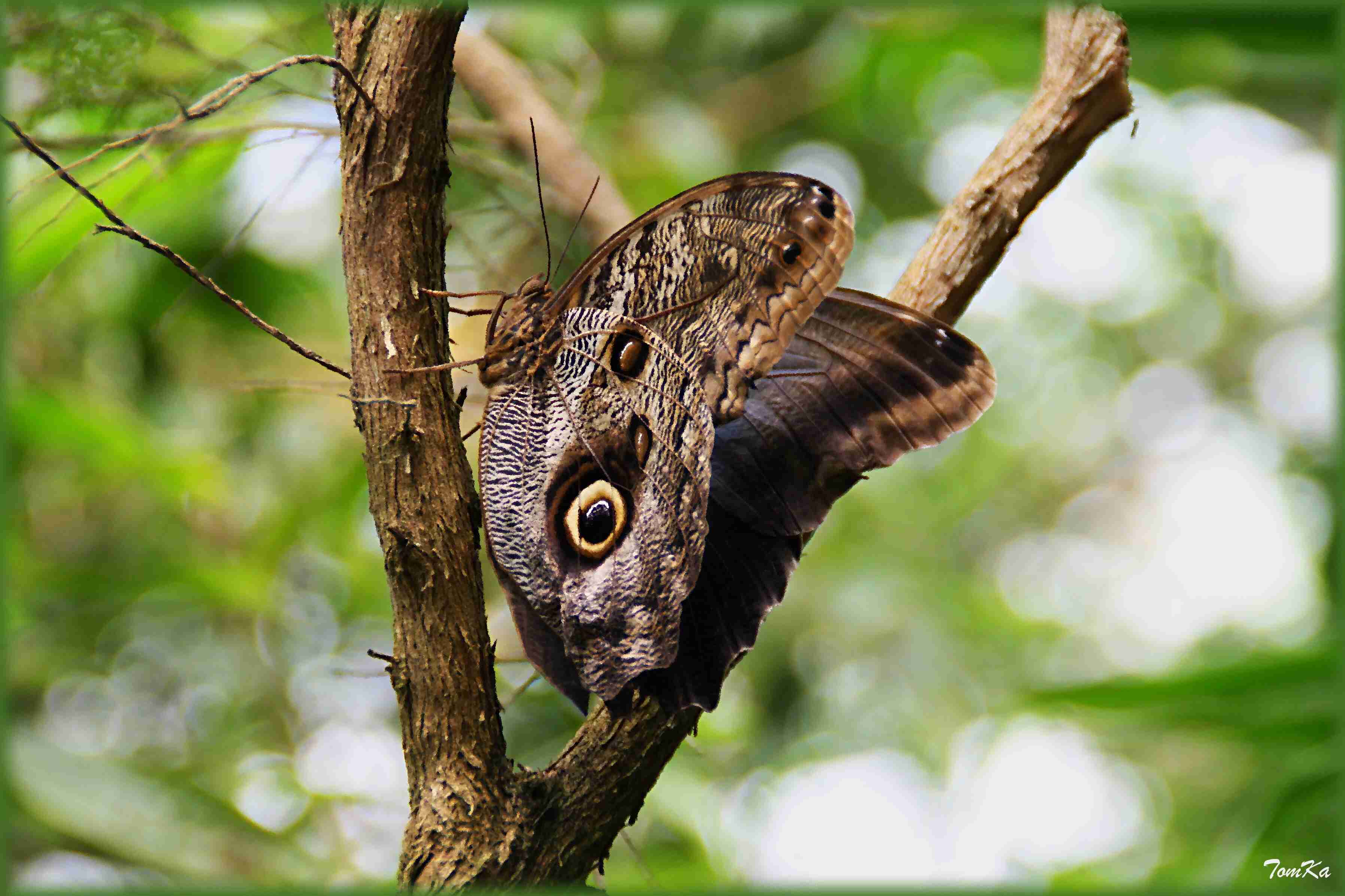 Owl Butterfly; Caligo memnon