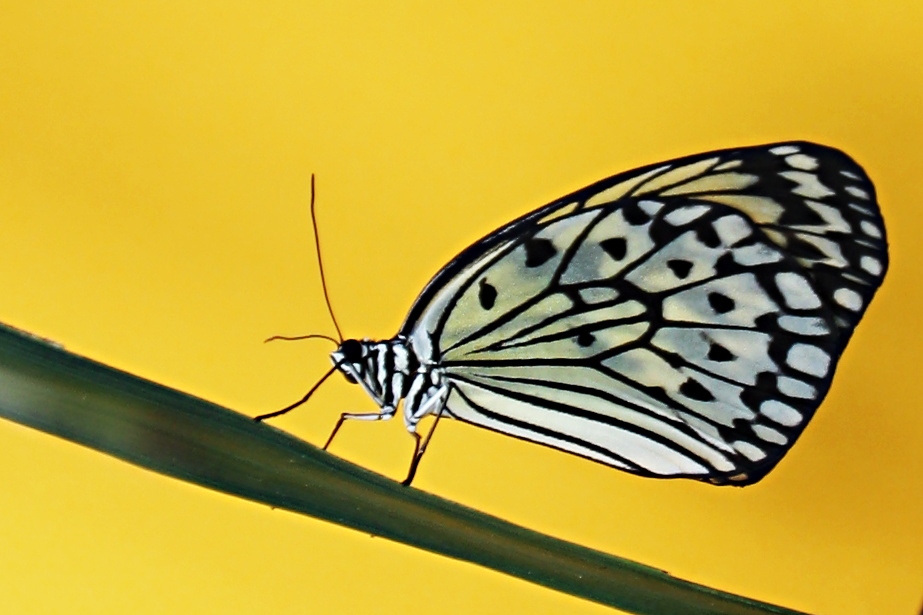 Paper Kite; Idea leuconoe 1