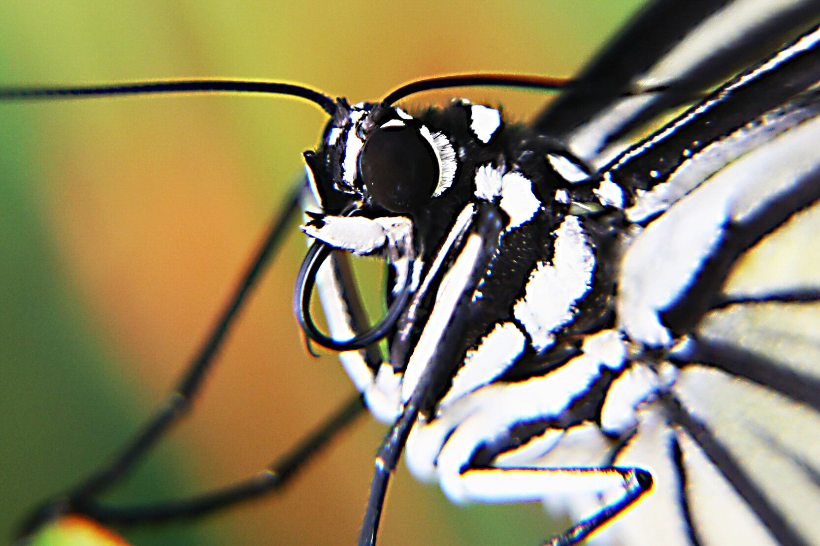 Paper Kite; Idea leuconoe 2