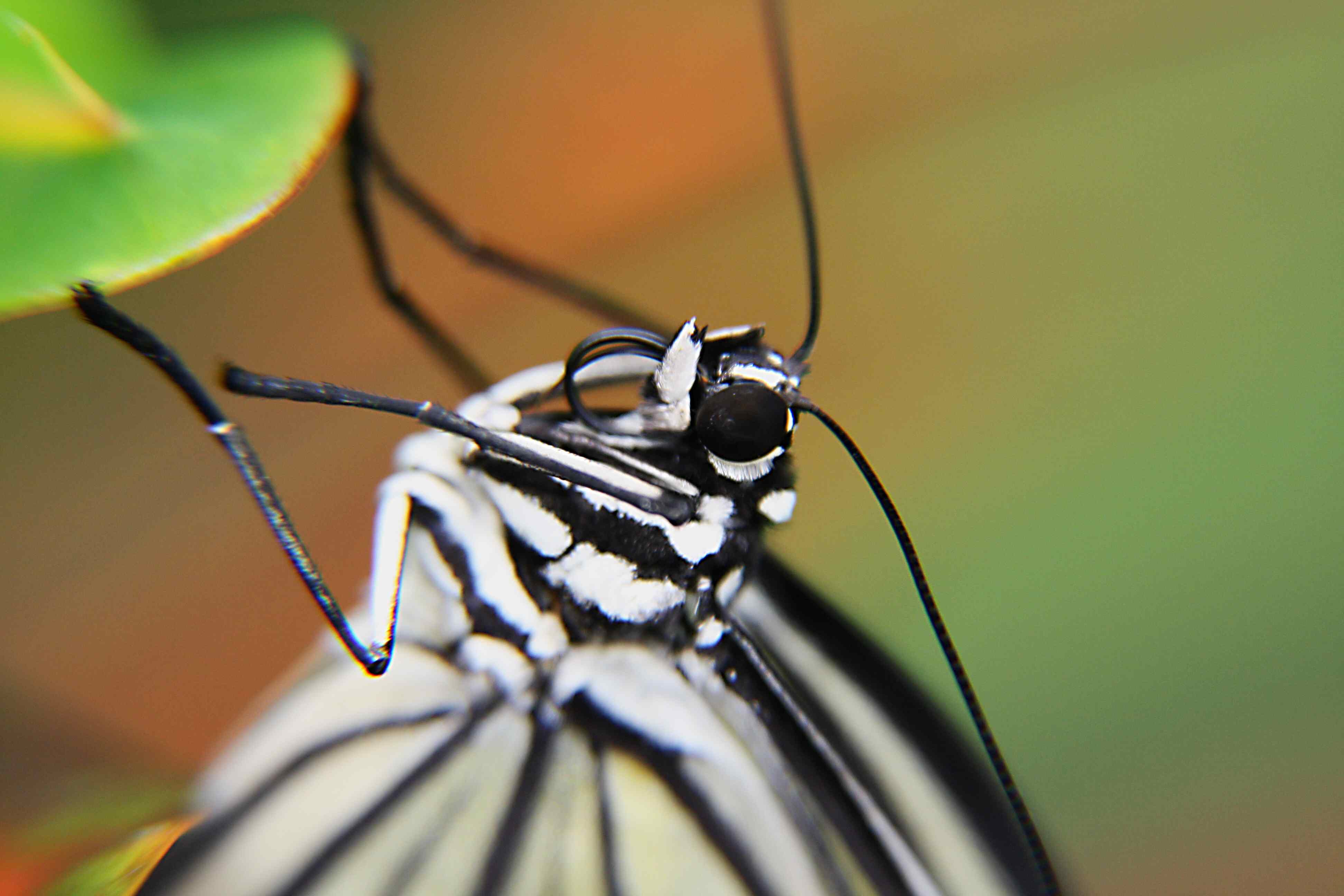 Paper Kite; Idea leuconoe 3