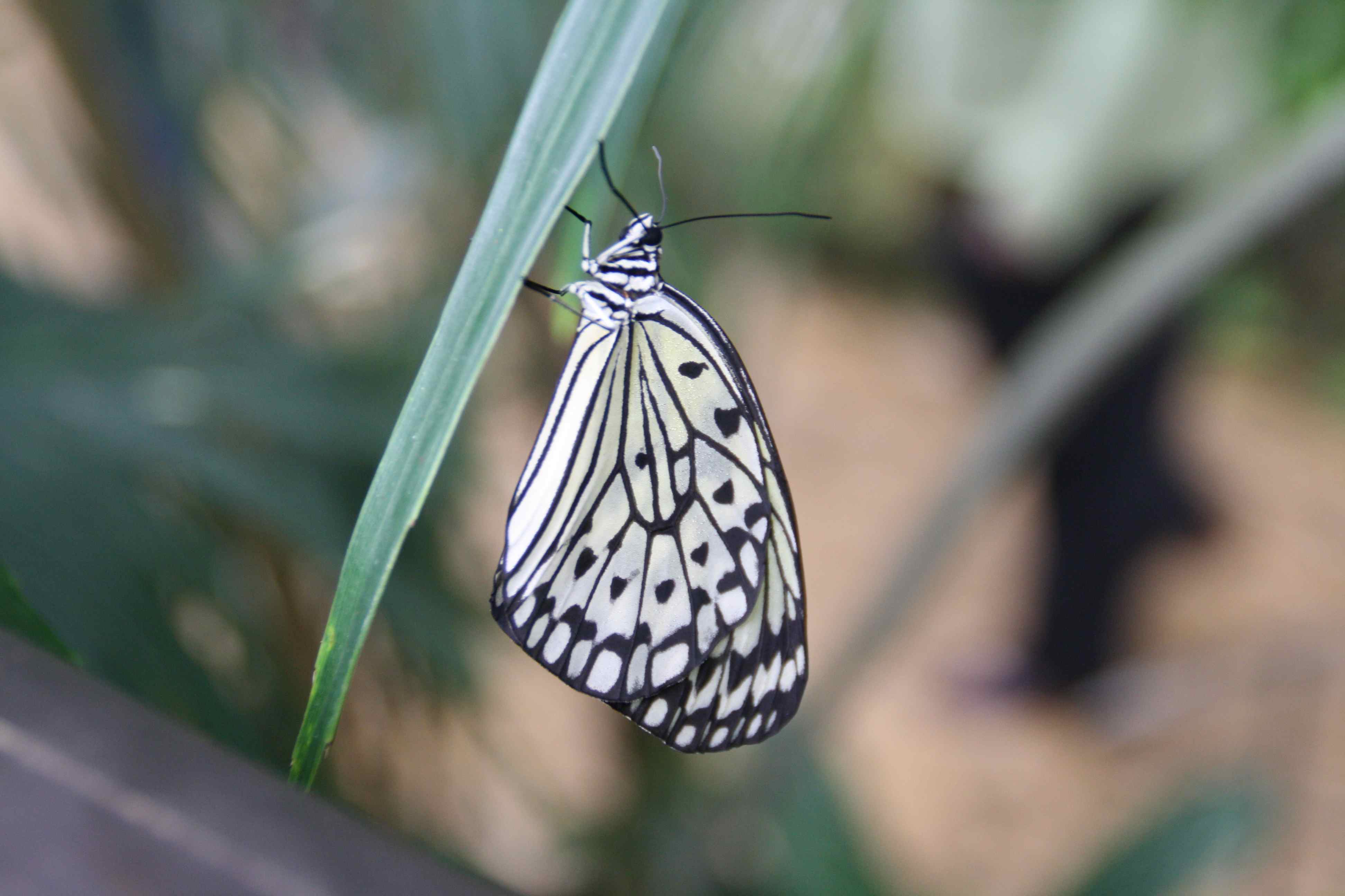 Paper Kite; Idea leuconoe 4