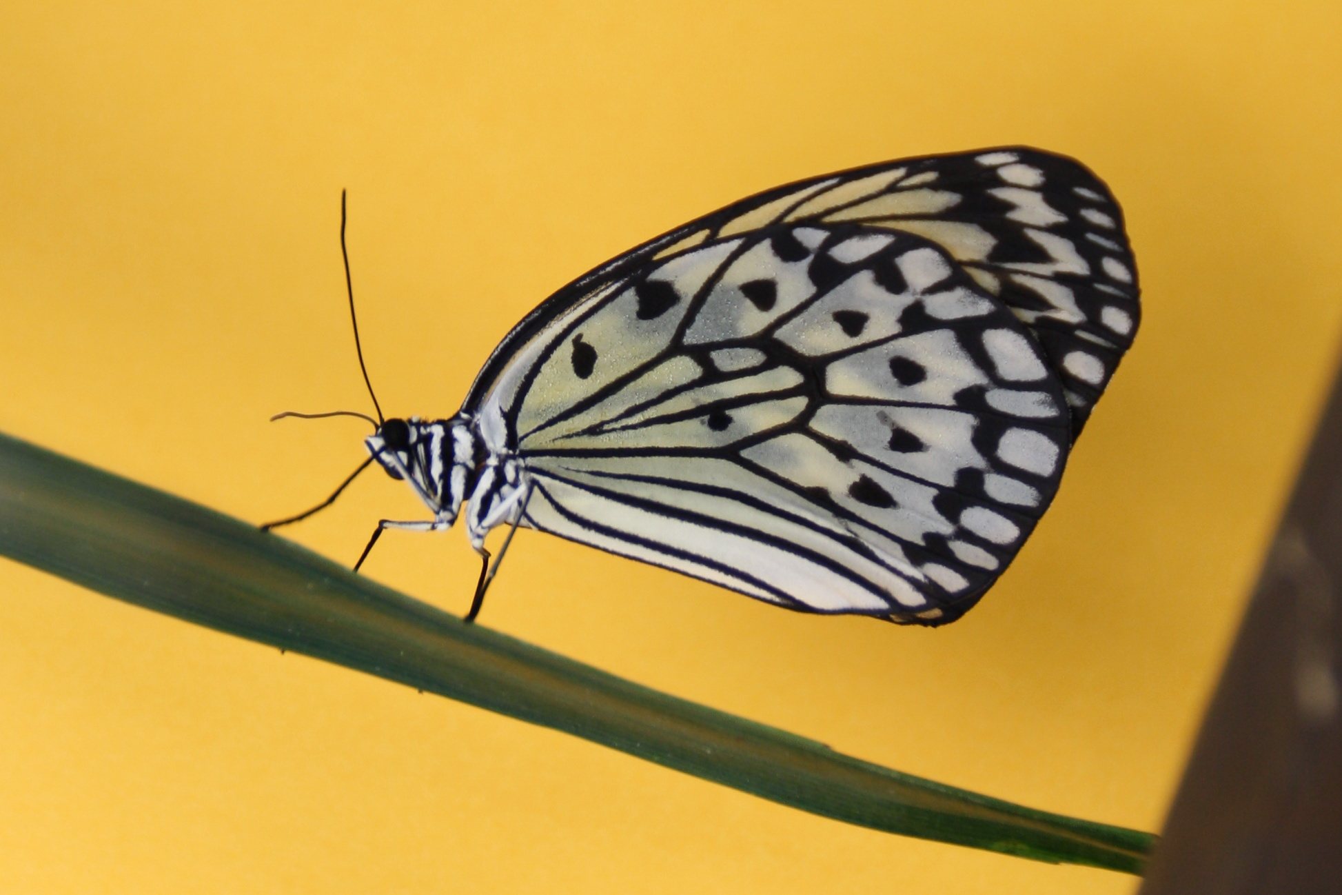 Paper Kite; Idea leuconoe 5