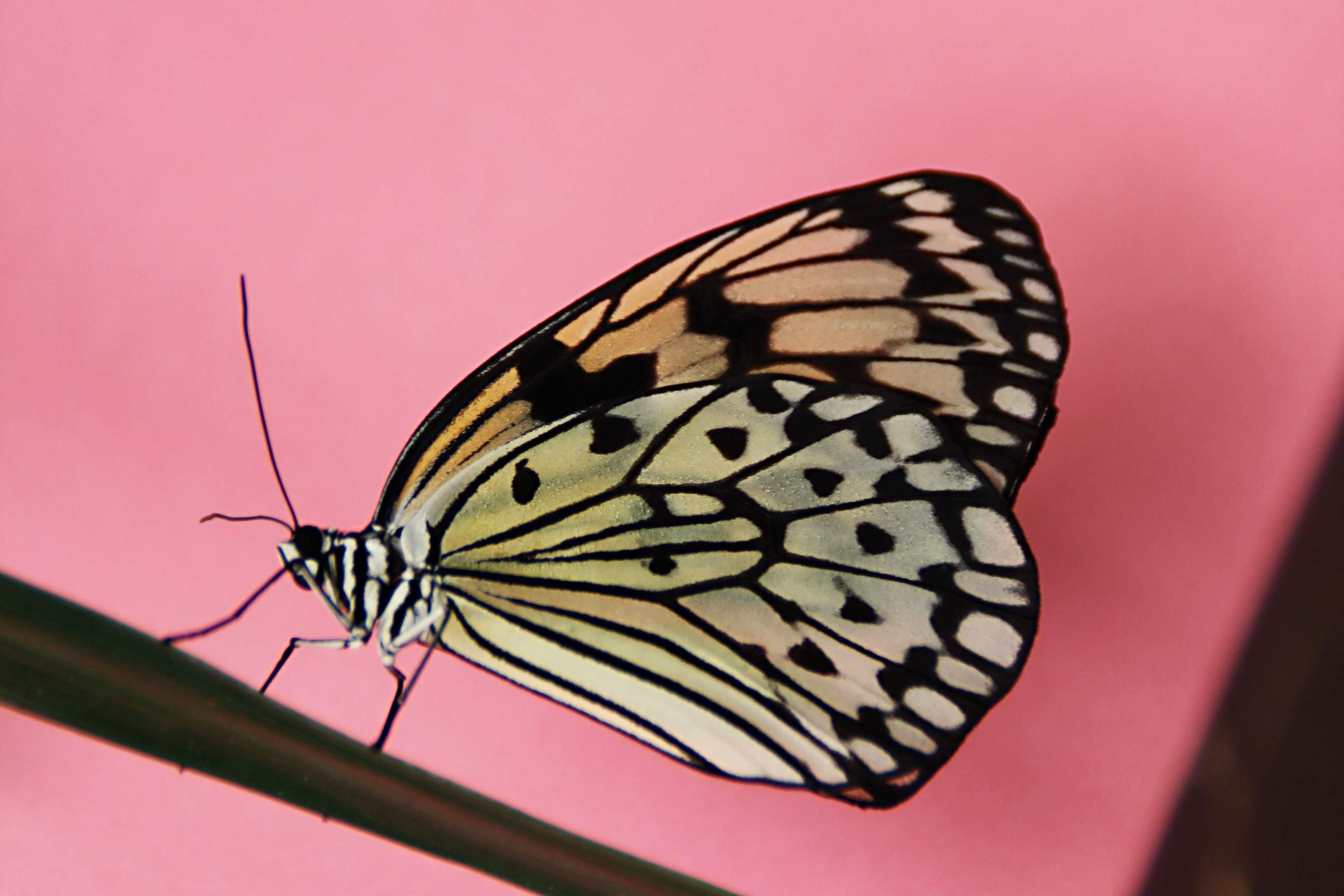 Paper Kite; Idea leuconoe 6