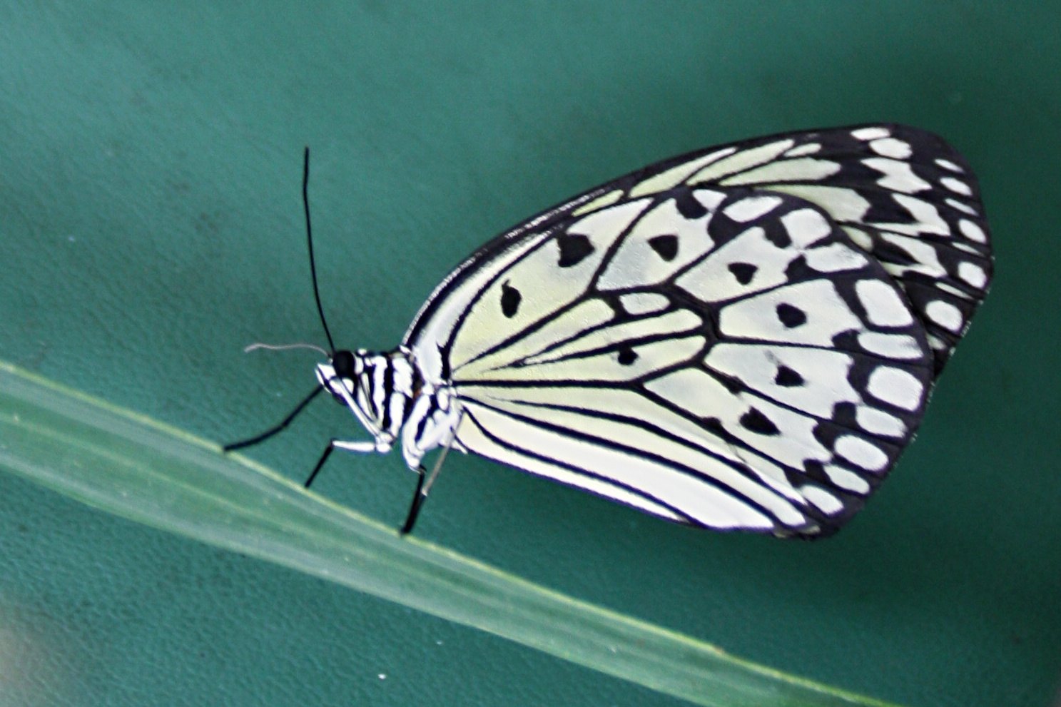 Paper Kite; Idea leuconoe 8