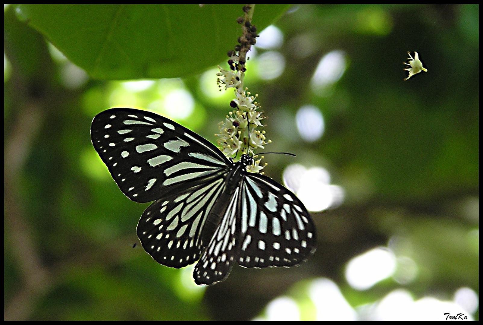 Parantica aglea (Glassy Tiger)
