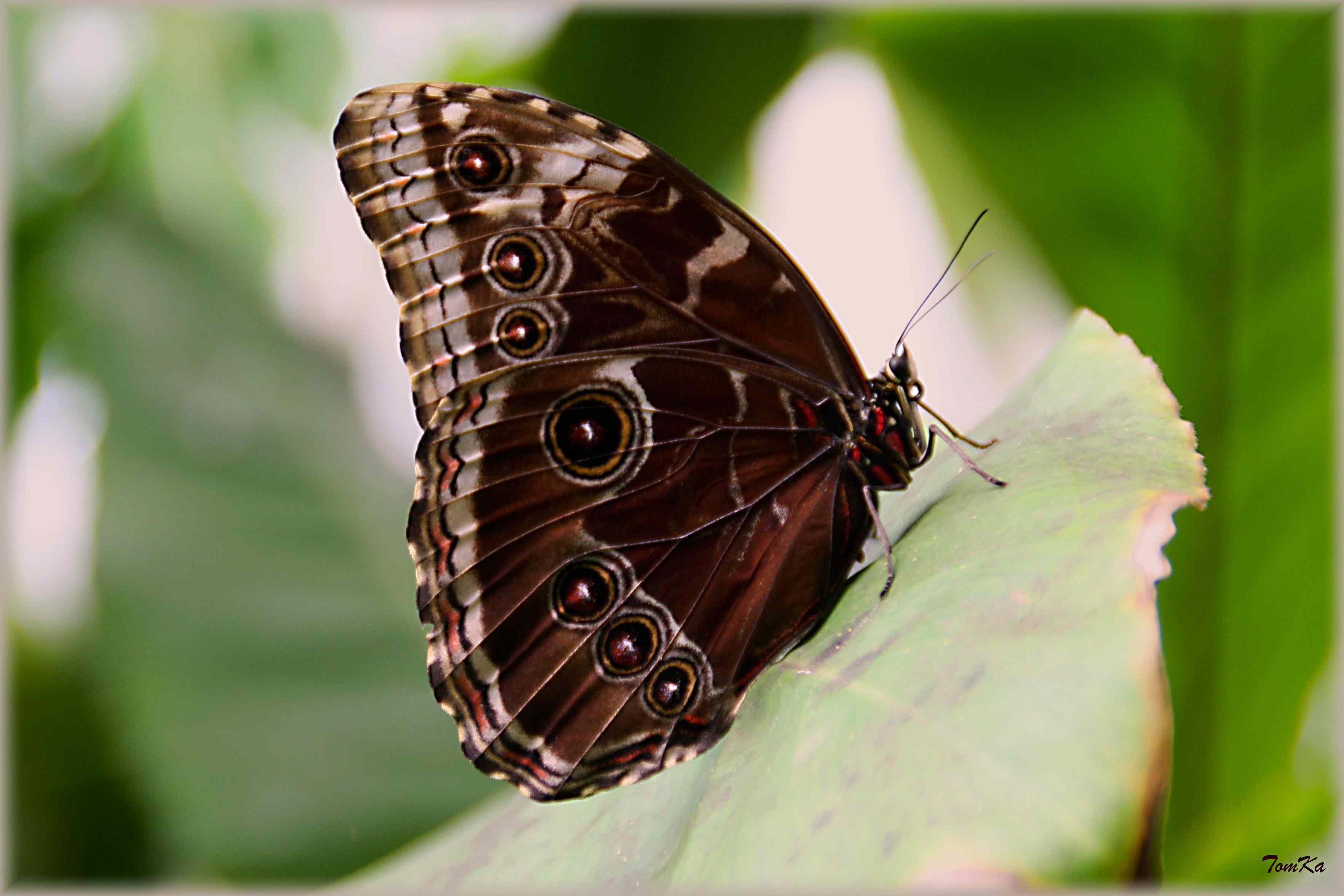 Peleides Blue Morpho; Morpho peleides 1