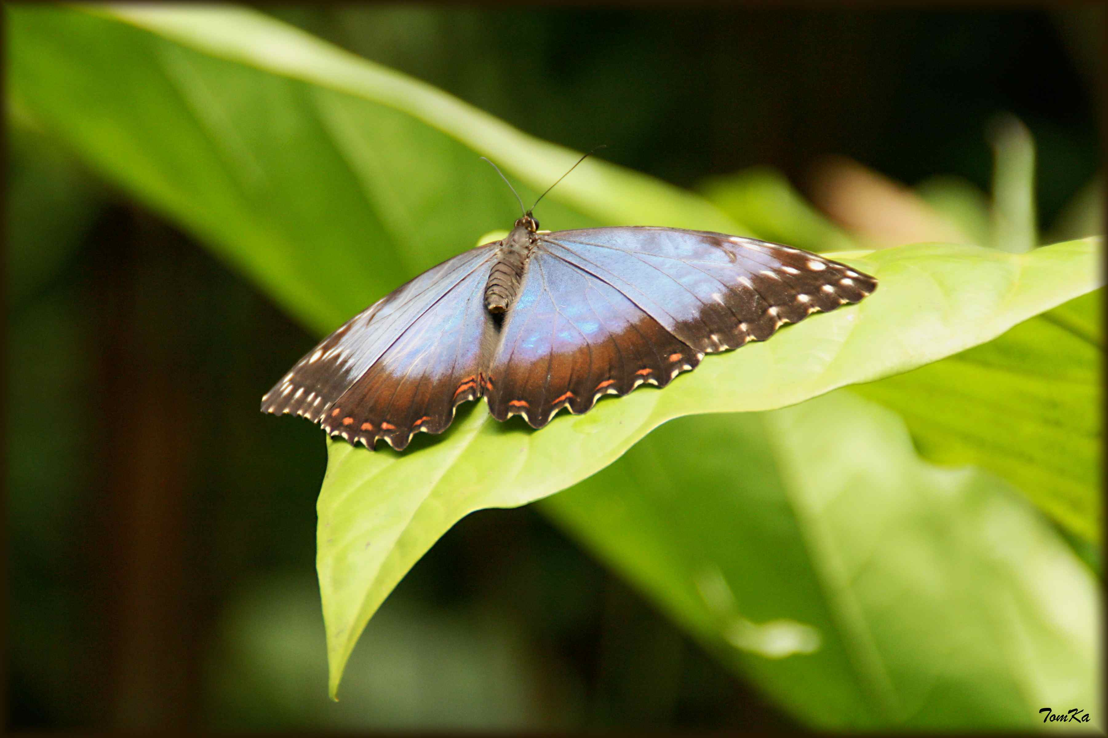 Peleides Blue Morpho; Morpho peleides 3