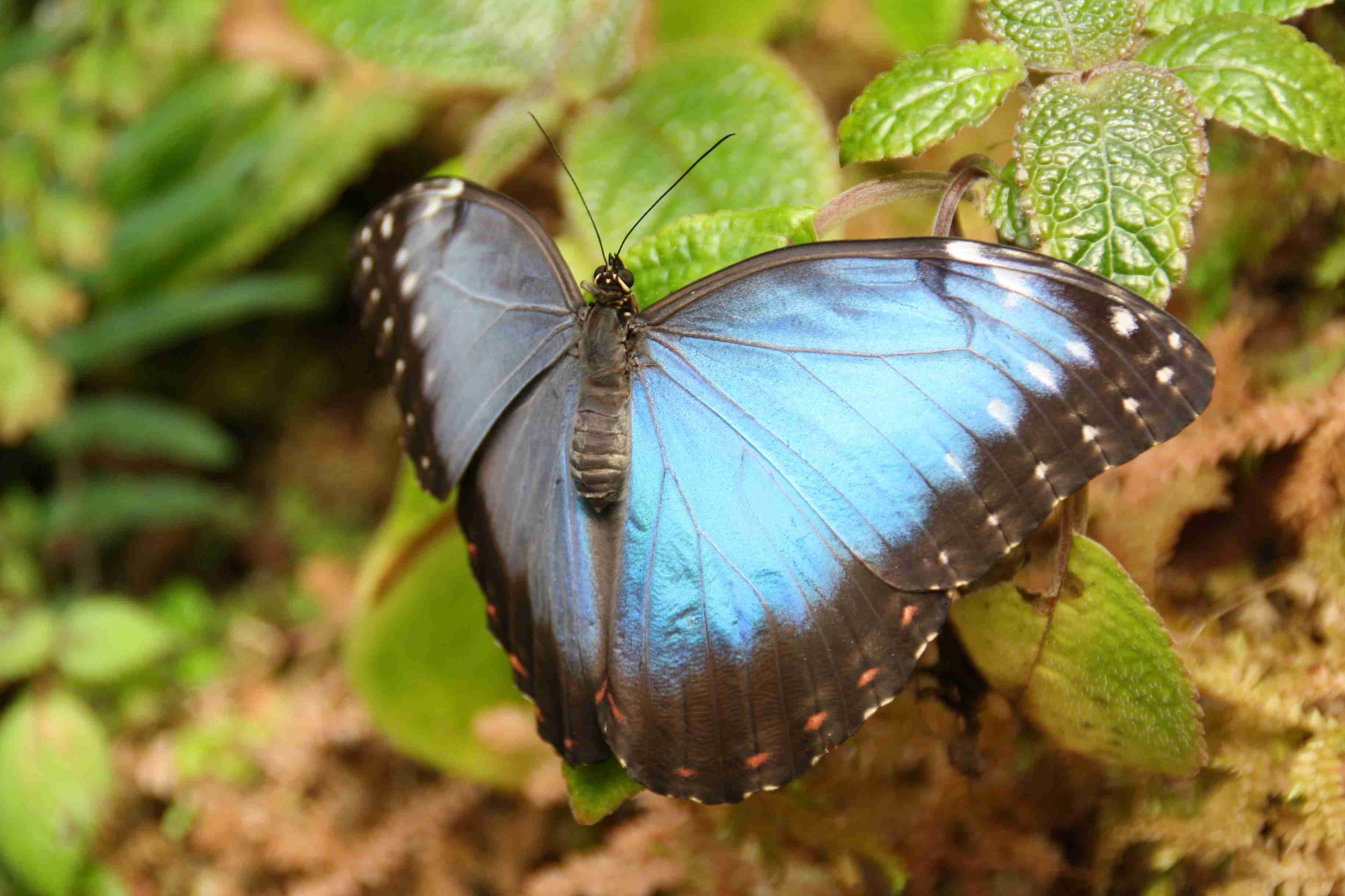 Peleides Blue Morpho; Morpho peleides 4