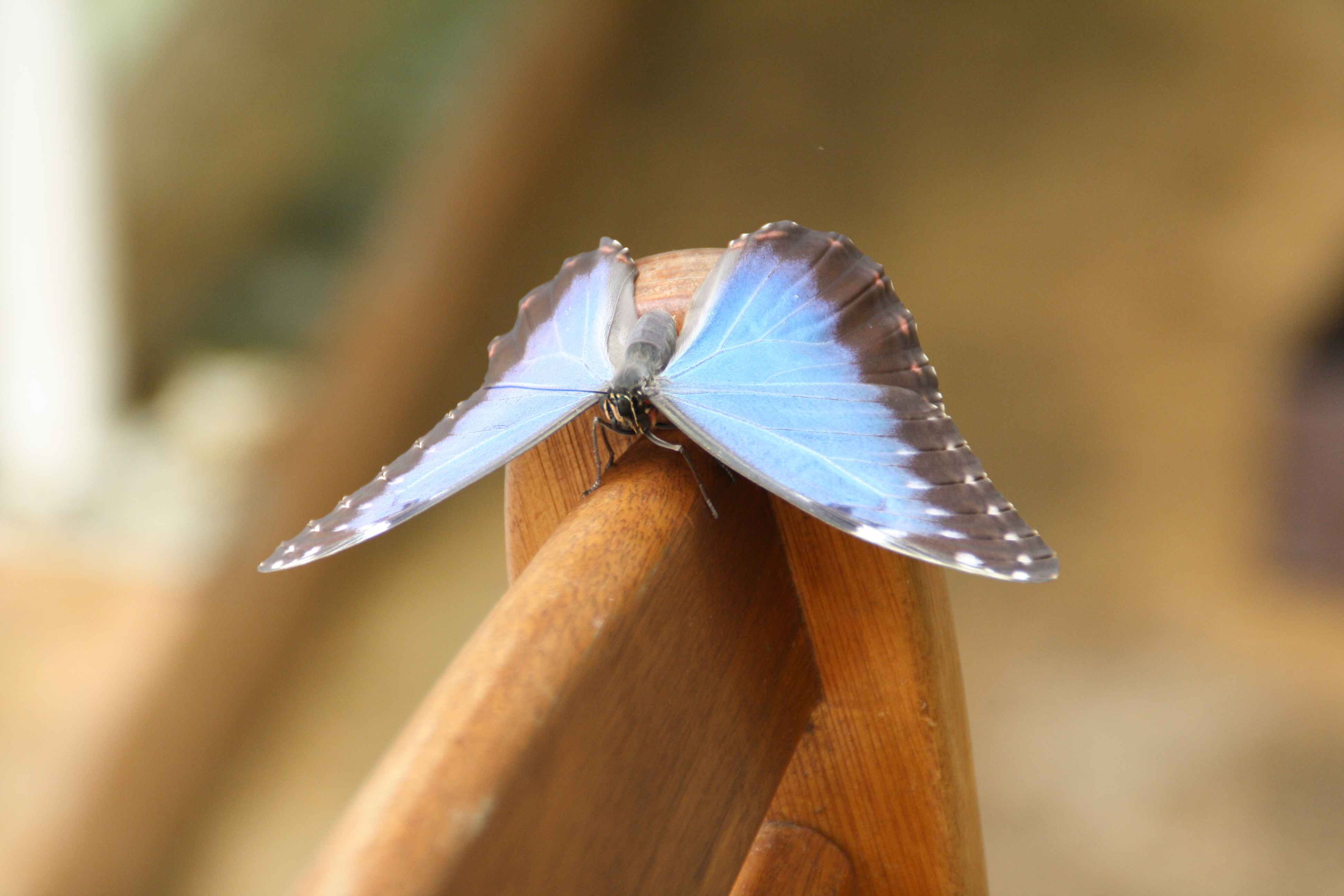 Peleides Blue Morpho; Morpho peleides 5