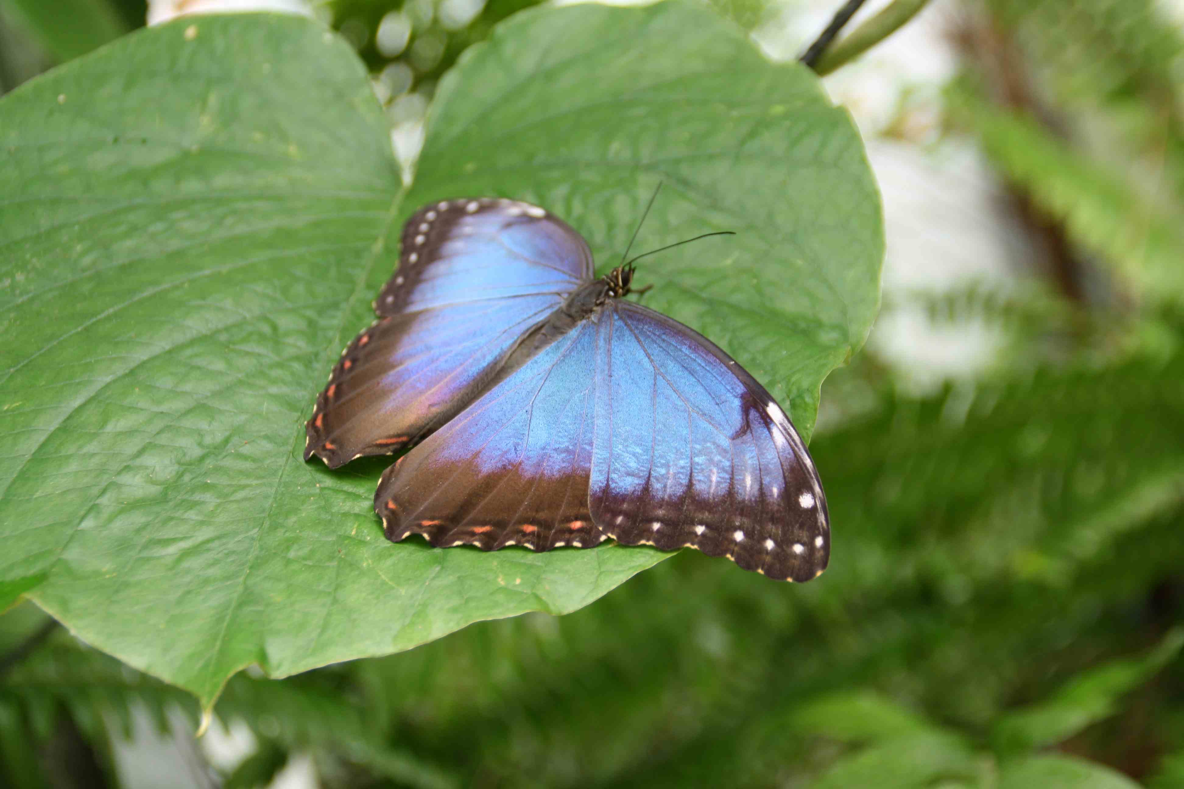 Peleides Blue Morpho; Morpho peleides 6