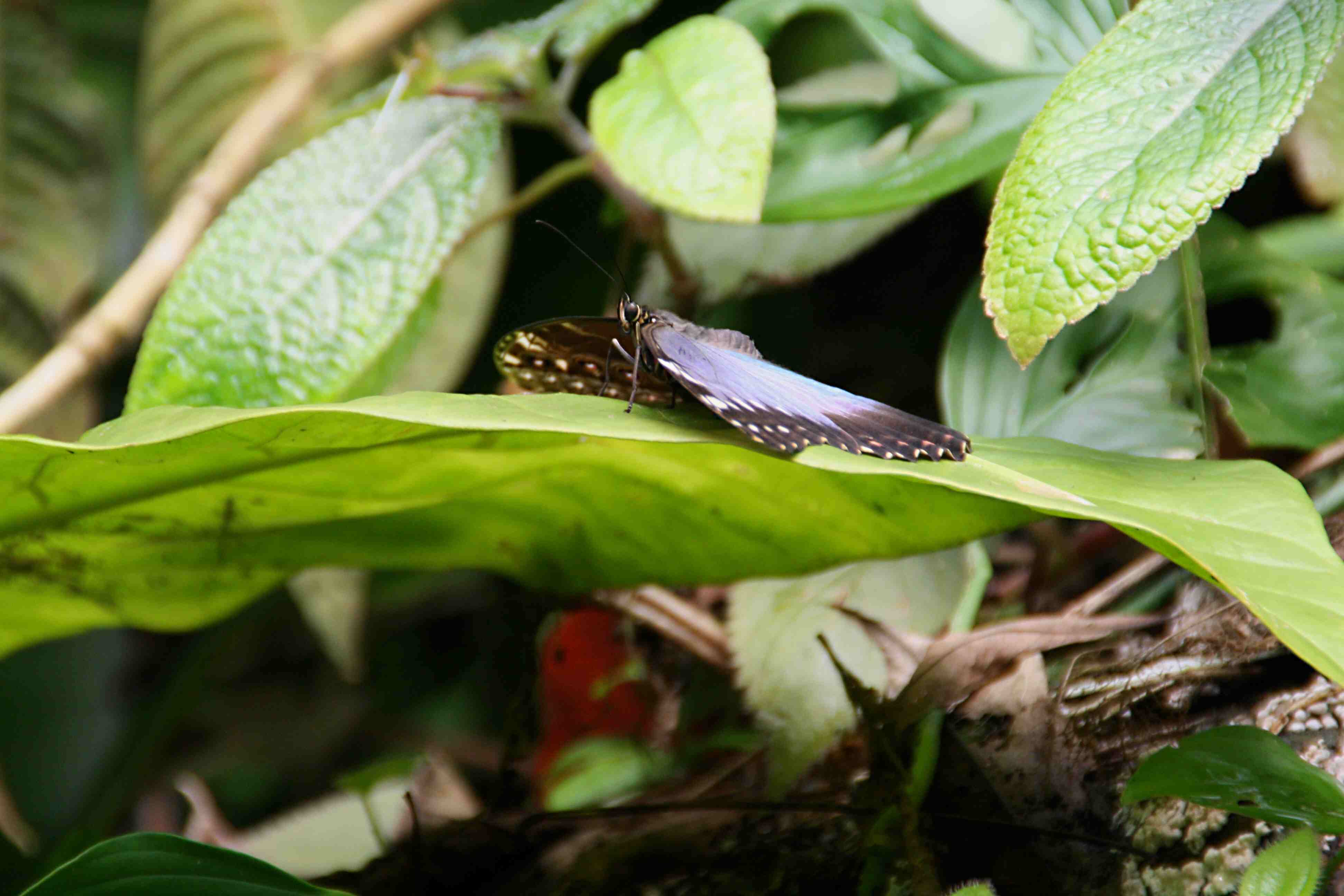 Peleides Blue Morpho; Morpho peleides 8