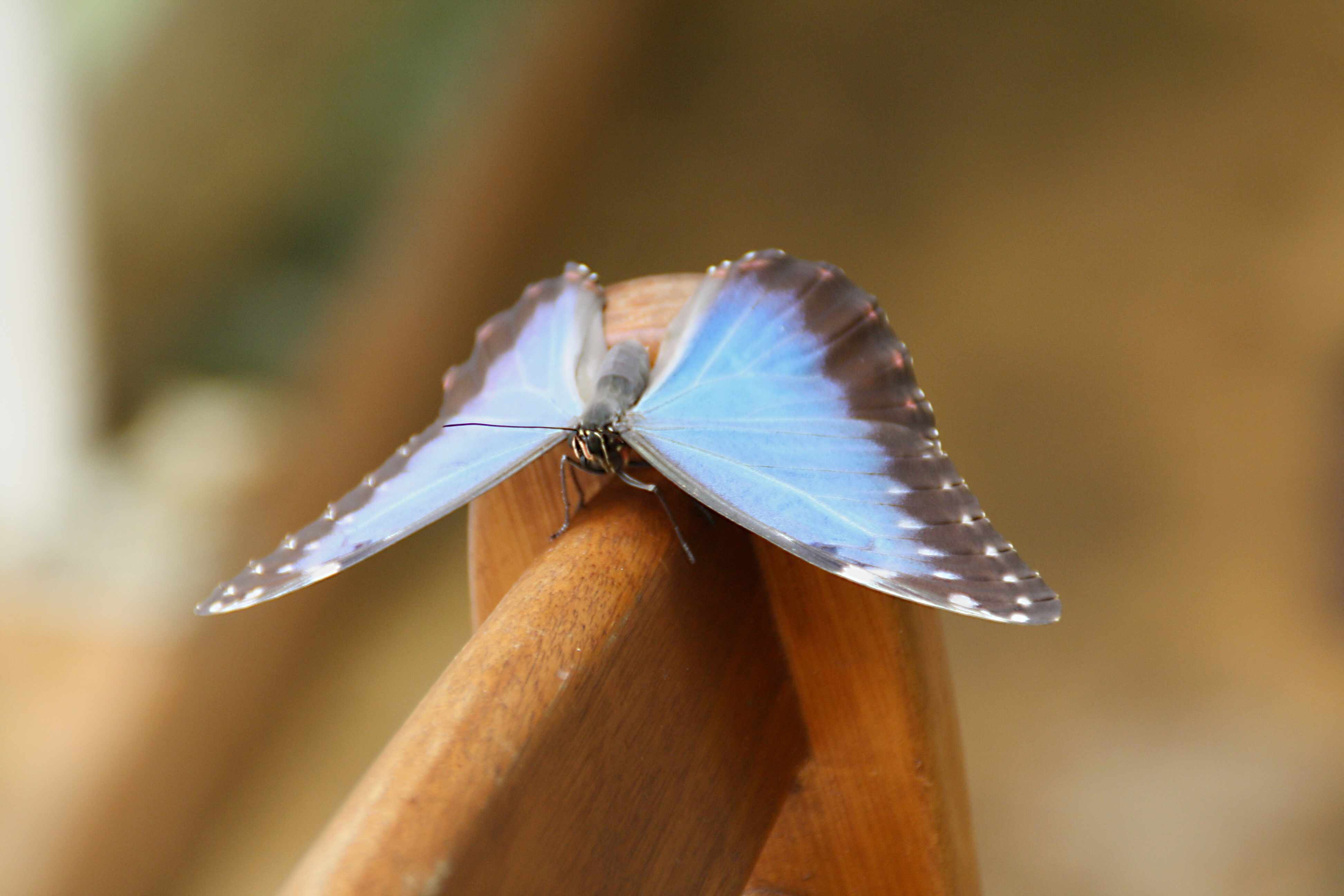 Peleides Blue Morpho; Morpho peleides