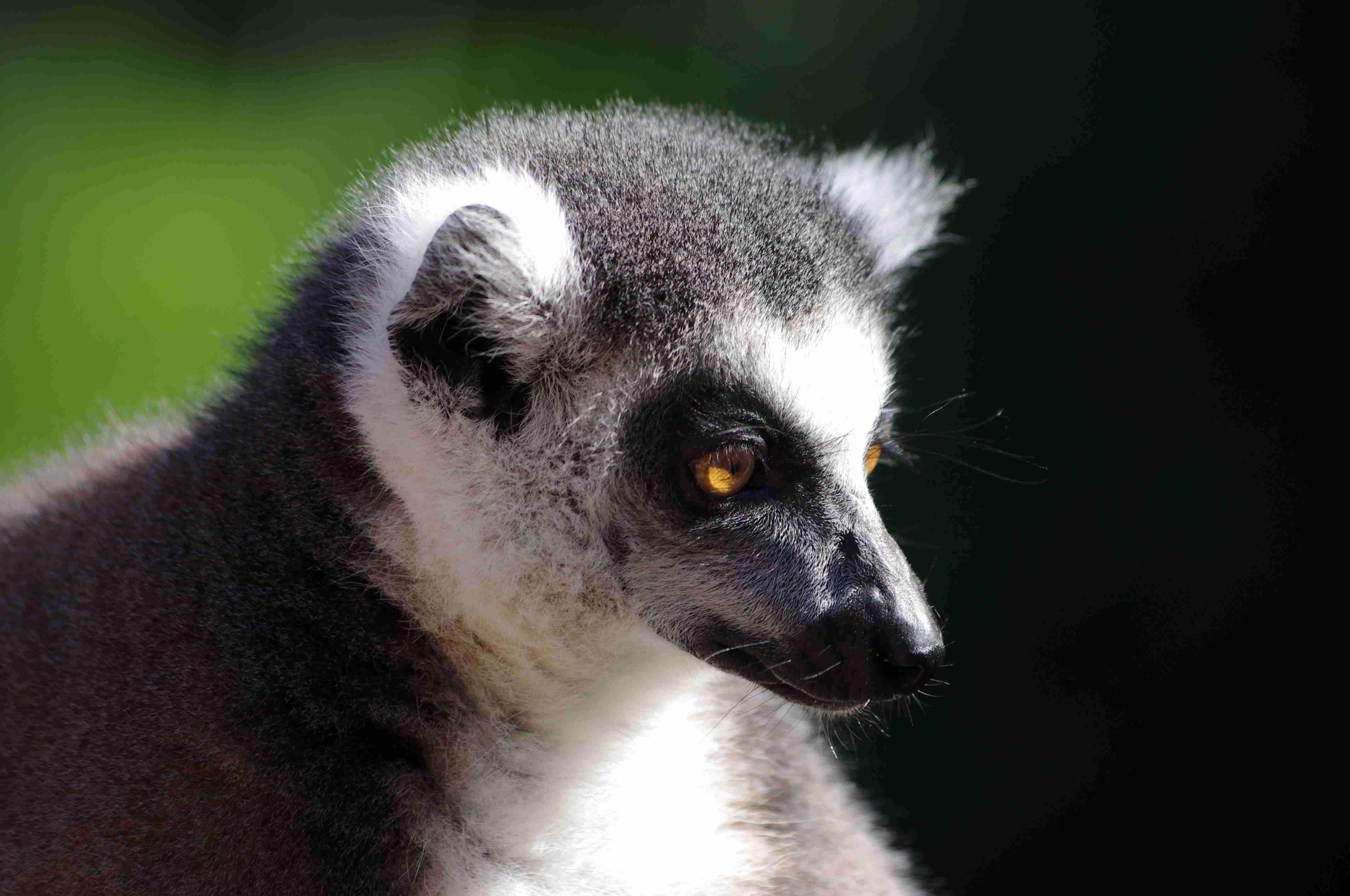 Lemur