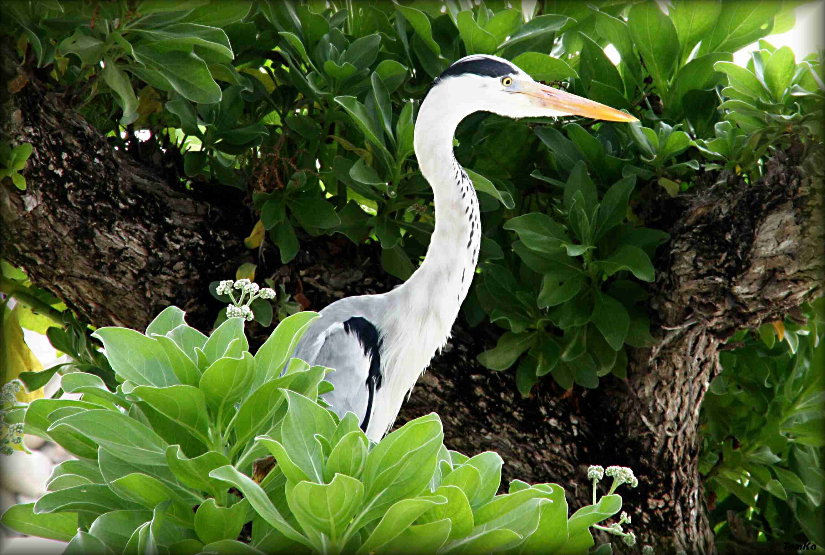 Volavka popelavá (Ardea cinerea) Maledivy