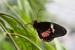 Papilio anchisiades; Ruby-spotted Swallowtail