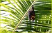 kaloň maledivy - (bobuložravý druh netopýra) 1
