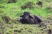 vodní buvol  (Bubalus bubalus) - Srí Lanka